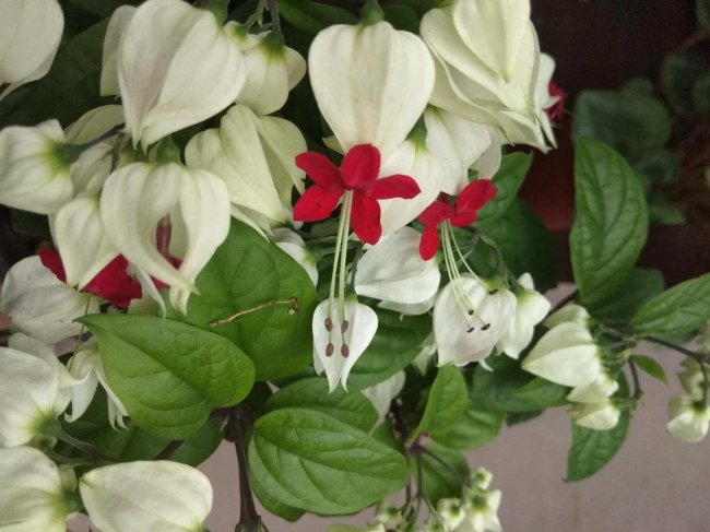 龙吐珠的花语和寓意