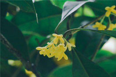 盆栽桂花干叶原因 桂花养护解决技巧