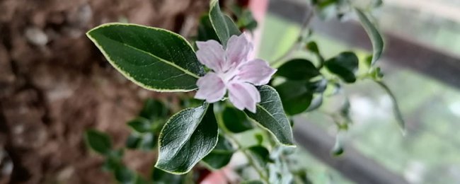 六月雪的花语和寓意