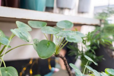 镜面草花语寓意 镜面草赠送禁忌解析