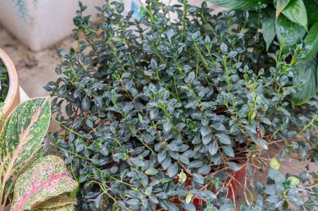金鱼吊兰的花语和寓意