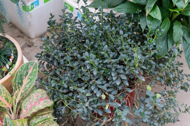 金鱼吊兰的花语和寓意