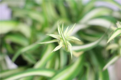 吊兰开花寓意好运 吊兰养护难题全解析