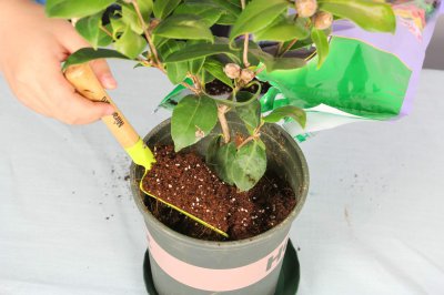 茶花总掉苞不开花？掌握这4个诀窍花期不断