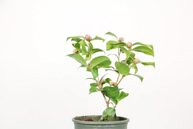 茶花如何养才能长的好