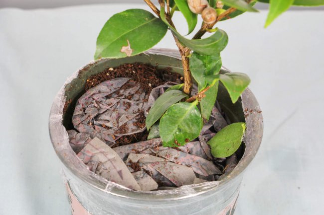 茶花如何养才能长的好