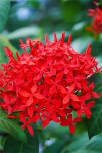 龙船花有何文化象征？龙船花传说与花语解密