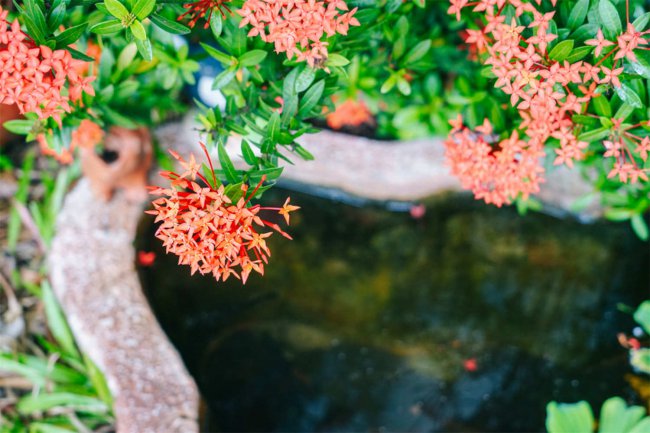 龙船花的花语和寓意