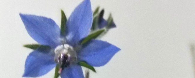 琉璃苣的花语和寓意