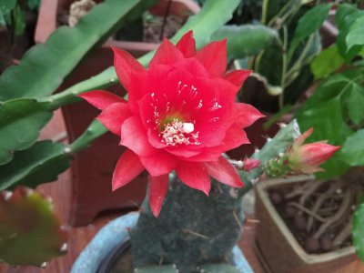令箭荷花隐藏什么寓意？揭秘花语与凄美传说