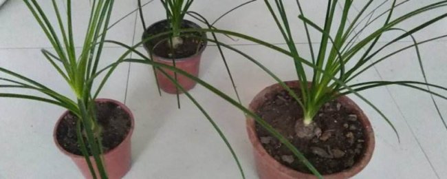 酒瓶兰的花语和寓意