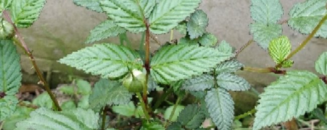 茶靡的花语和寓意
