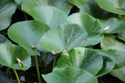 睡莲为何代表圣洁？睡莲花语与民间传说解密