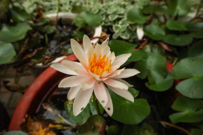 睡莲的花语和寓意