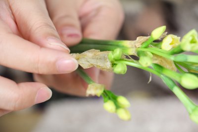 水仙花语藏着多少秘密 水仙传说与吉祥寓意解密