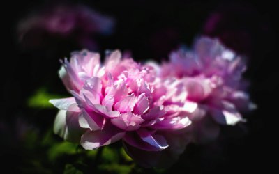 牡丹不开花原因解析 家庭牡丹养护关键技巧