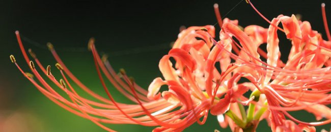 石蒜的花语和寓意