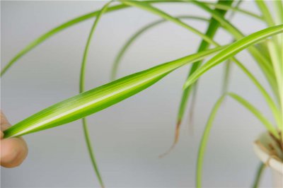 吊兰叶尖发黑如何处理 吊兰养护难题全解析