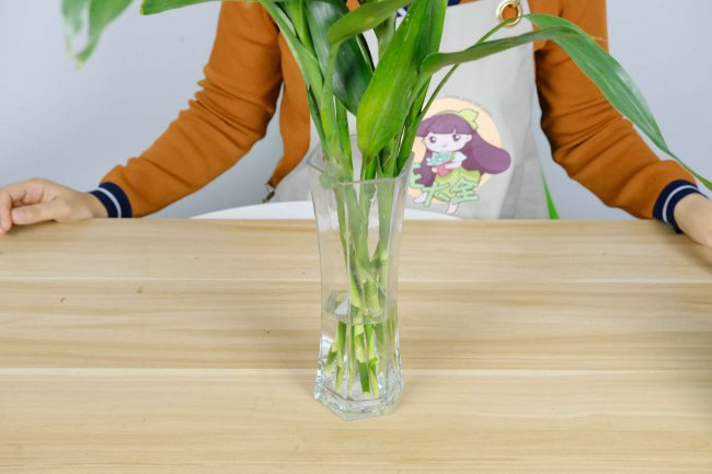 富贵竹的花语和寓意