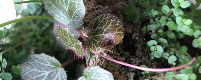 虎耳草的花语和寓意