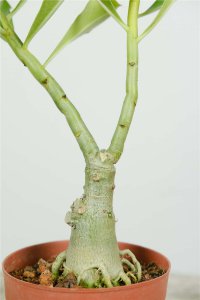 沙漠玫瑰不开花原因 沙漠玫瑰养护技巧解析