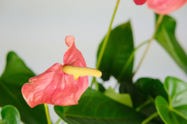 红掌的花语和寓意