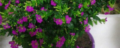 紫雪茄花难养吗 掌握5个关键点轻松爆盆