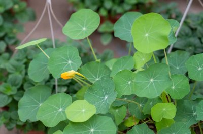 旱金莲花语深度解读 旱金莲送人禁忌指南
