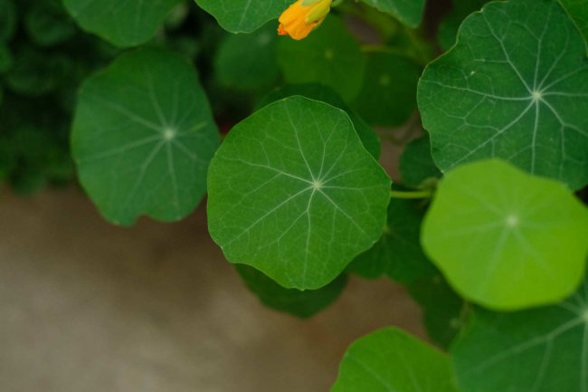 旱金莲的花语和寓意