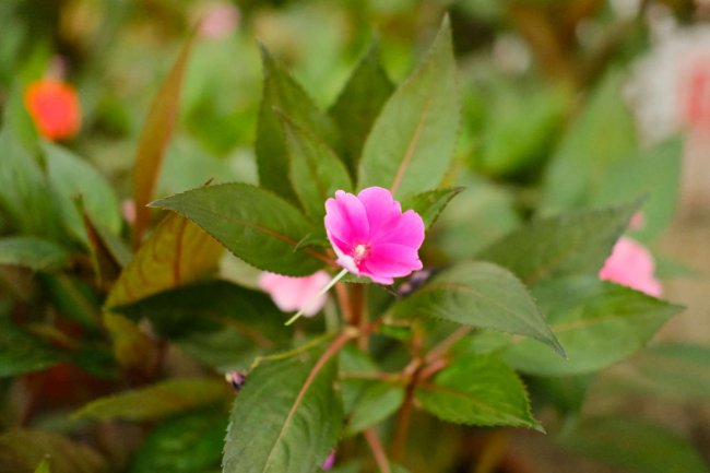 凤仙花的花语和寓意