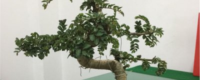 榆钱怎么养才能枝繁叶茂 榆钱养护技巧全掌握