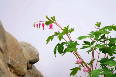 荷包牡丹花语寓意解析 荷包牡丹传说与栽培技巧
