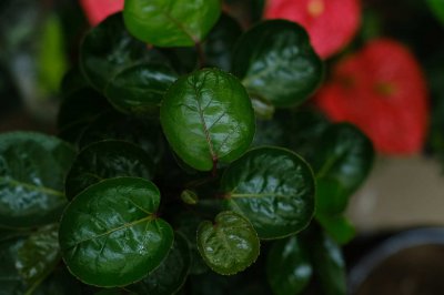 福禄桐适合送人吗？福禄桐花语寓意全解析