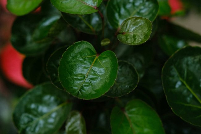 福禄桐的花语和寓意
