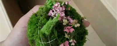 苔玉总养不好？掌握4个关键点轻松养护