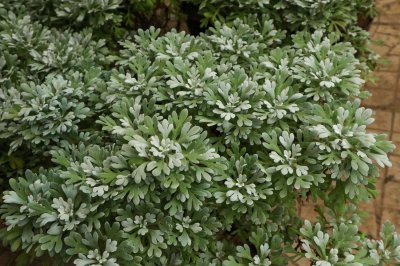 芙蓉菊象征什么？ 植物寓意与赠送禁忌解析