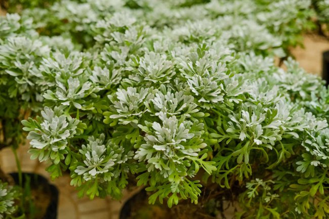 芙蓉菊的花语和寓意