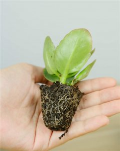长寿花叶子发黑怎么处理 长寿花黑叶防治技巧