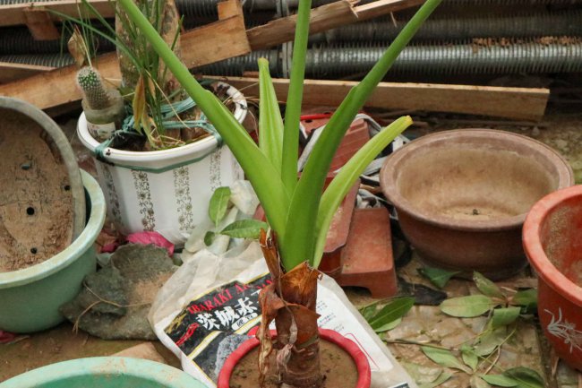 滴水观音的花语和寓意