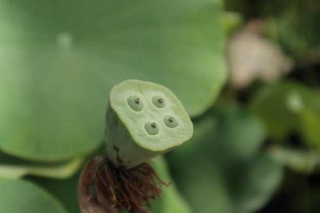 荷花的花语和寓意