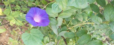 牵牛子爆花技巧 沙质土配比全年开花