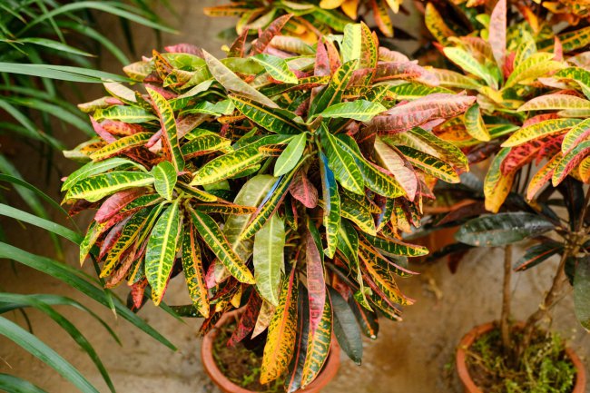 变叶木的花语和寓意