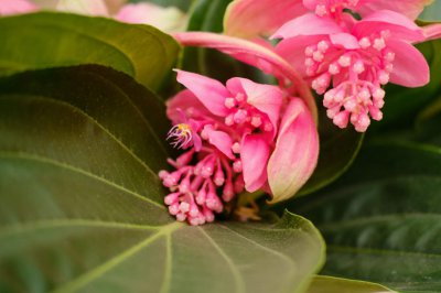 宝莲花送人有禁忌吗 宝莲花花语寓意全解析