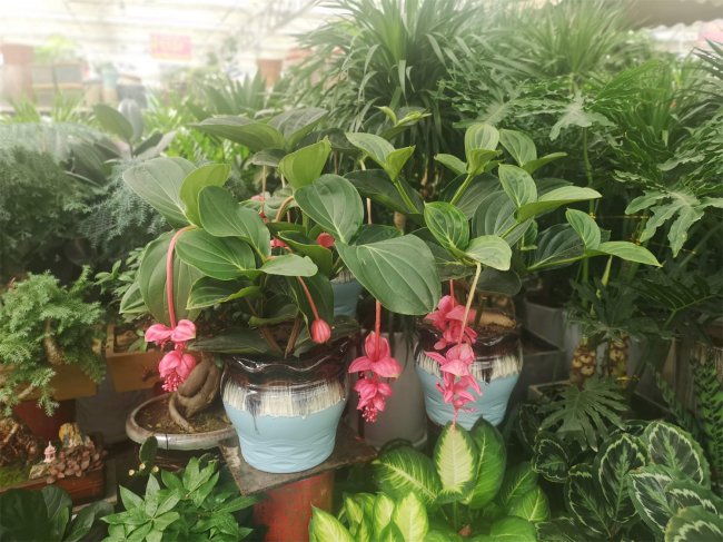 宝莲花的花语和寓意
