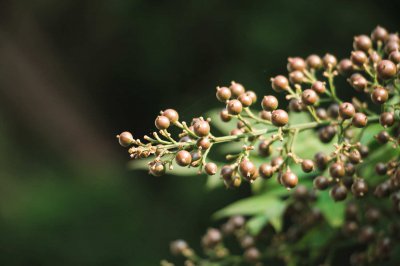 南天竹果实毒性解析 南天竹食用风险警示