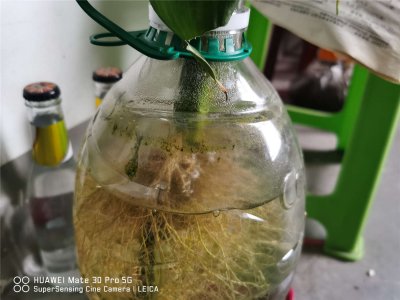 富贵竹土养更健壮？ 掌握正确培育方法