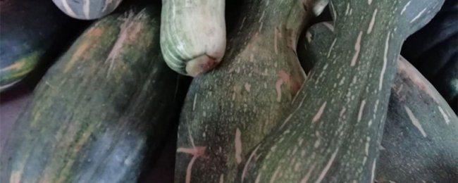 南瓜可以生吃吗