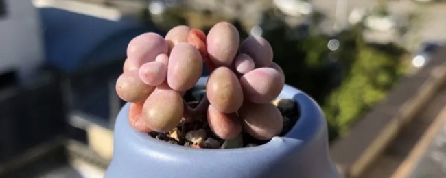 桃蛋怎么养成老桩
