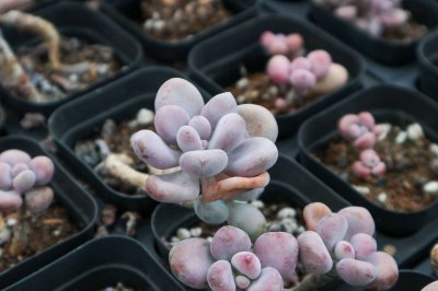桃蛋如何养成老桩 桃蛋悬崖桩造型技巧