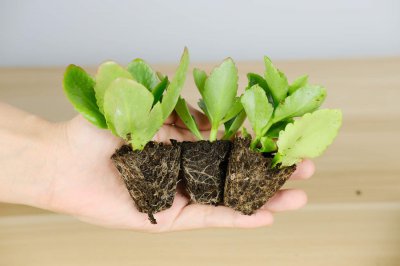 长寿花冬季养护要点 长寿花越冬管理与摆放技巧